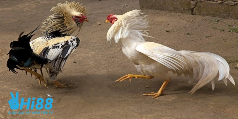 huong dan cach nuoi ga da